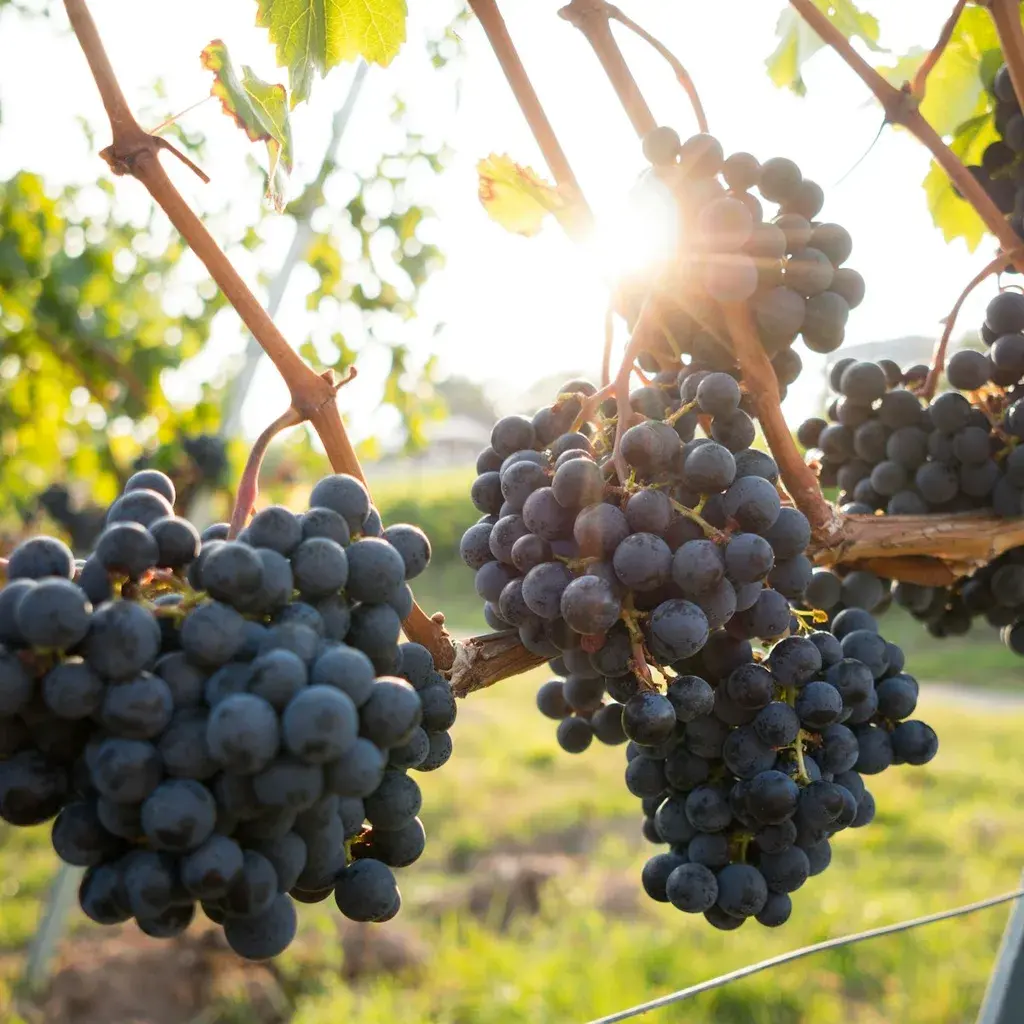 Red Globe Grapes