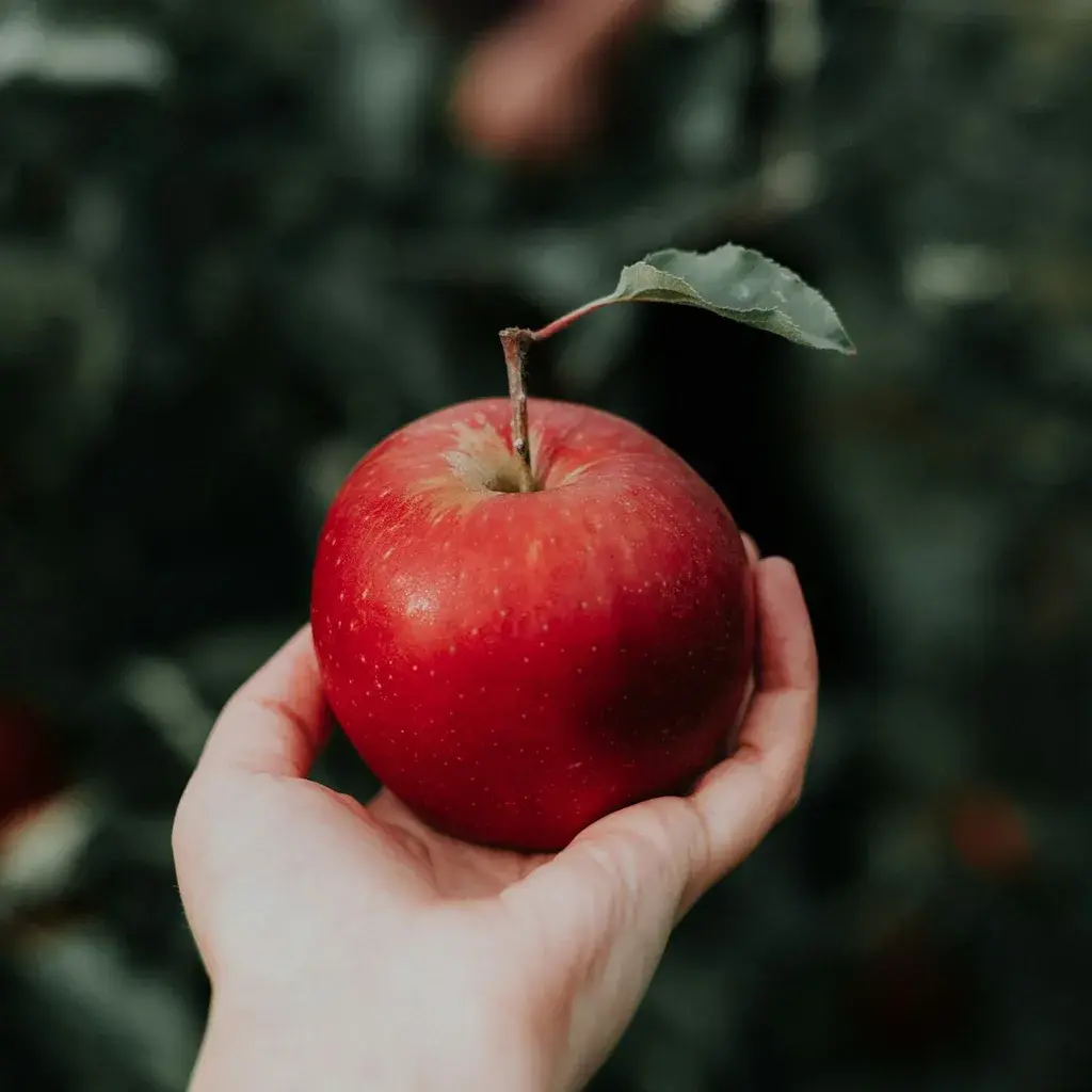 Washington Red Apple 2